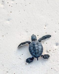 icydays | Participate in a Turtle Hatchling Tour: Witness turtle hatchlings make their way to the sea.