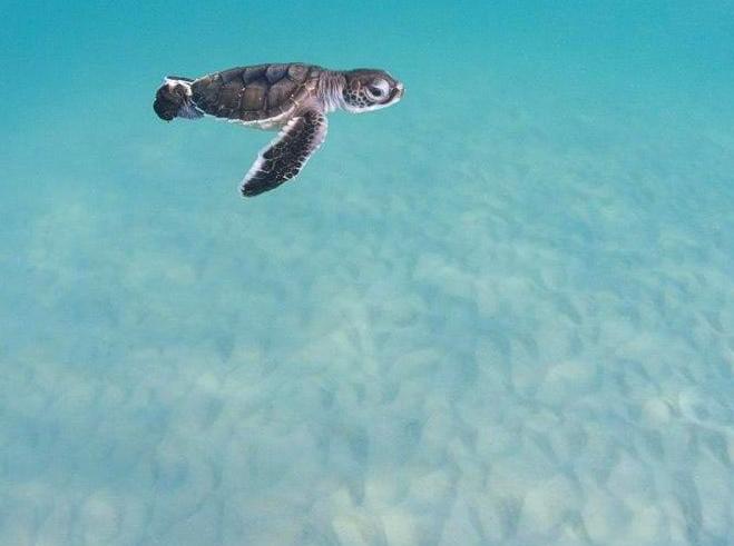 Participate in a Turtle Hatchling Expedition: Witness the journey of hatchlings to the sea.