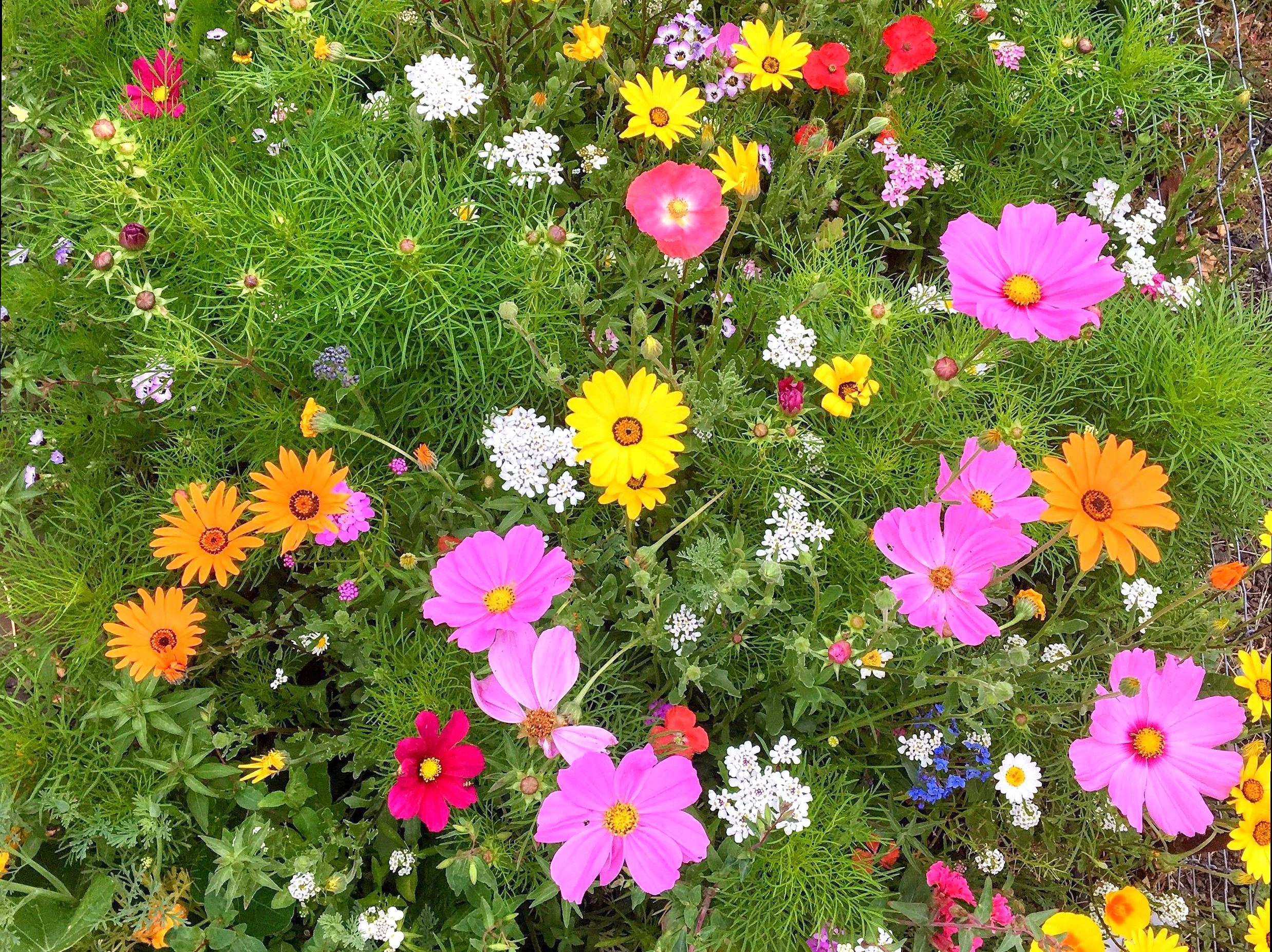 Photograph the Vibrant Colors of Wildflower Blooms