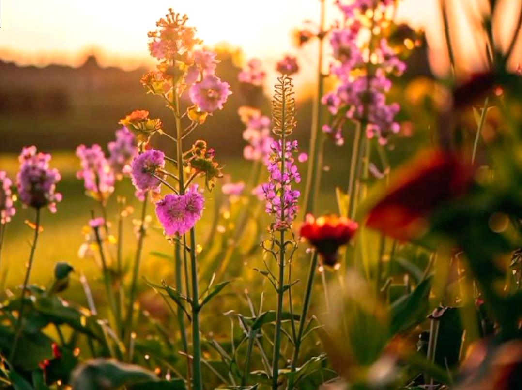 Snap the Beauty of Wildflowers in Full Bloom