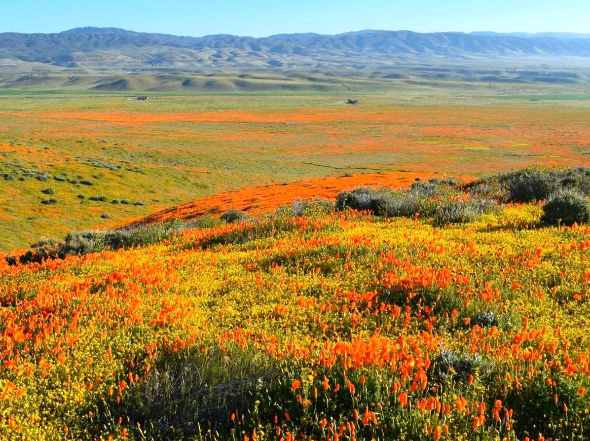 Document the Gorgeous Array of Blooming Wildflowers