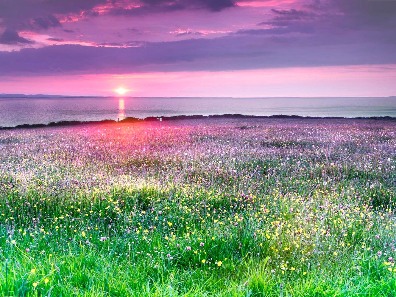 Frame the Essence of Wildflowers in Their Blooming Season